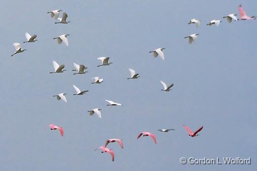 Egrets & Spoonbills In Flight_31919.jpg - Great Egrets (Ardea alba) and Roseate Spoonbills (Ajaia ajaja) photographed from the Magic Ridge Bird Sanctuary on the Gulf coast near Port Lavaca, Texas, USA.